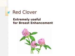 Red Clover
Extremely useful
for Breast Enhancement
 