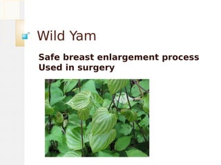 Wild Yam
Safe breast enlargement process
Used in surgery
 