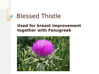Blessed Thistle
Used for breast improvement
together with Fenugreek
 