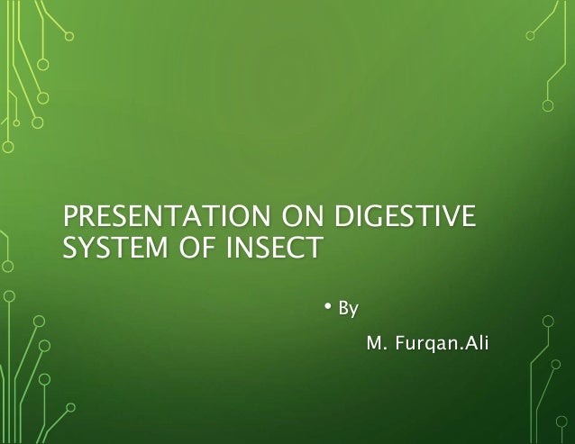 insects digestive system