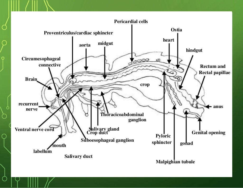 insects digestive system