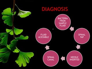 Assessment and stabilization
BACTERIA
FROM
SAMPLE
FLUID
SPINAL
TAP
NEEDLE
INSERTED
SPINAL
CANAL
FLUID
ACESSIBLE
 