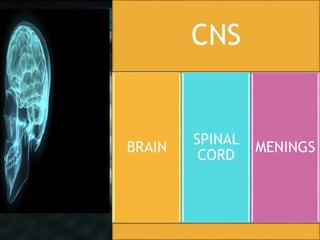 6
CNS
BRAIN
SPINAL
CORD
MENINGS
 