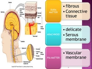 •fibrous
•Connective
tissue
DURA
MATTER
•delicate
•Serous
membrane
ARACHNOID
•Vascular
membranePIA MATTER
9
 