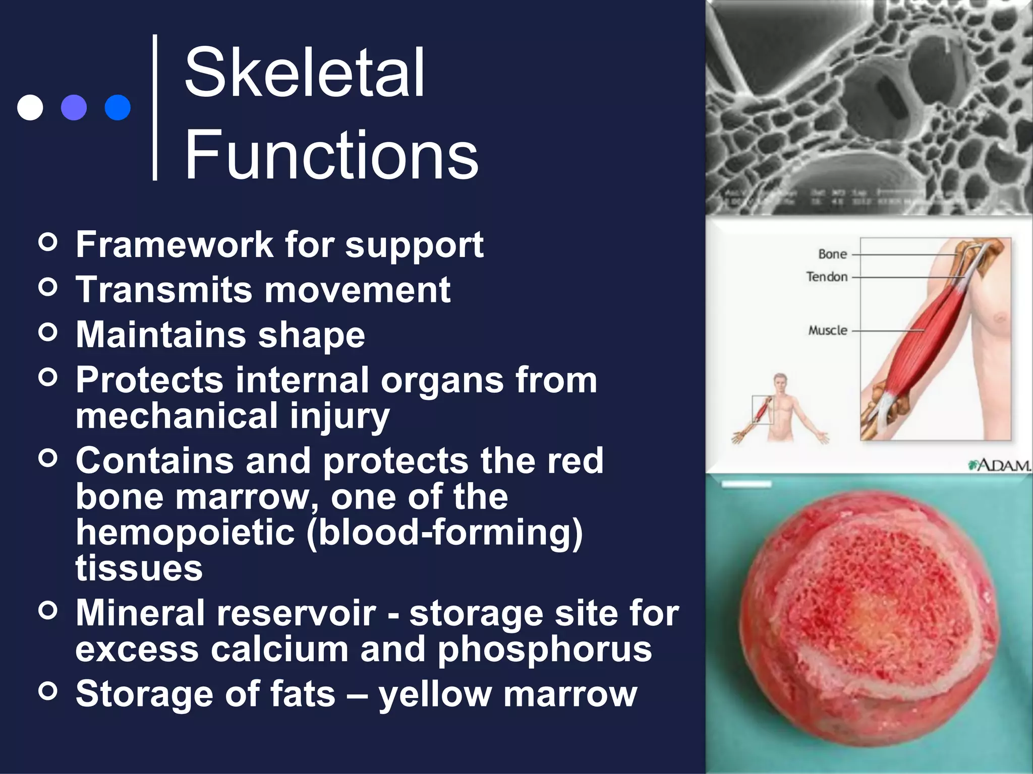 Presentation 15 - Musculoskeletal System | PPT