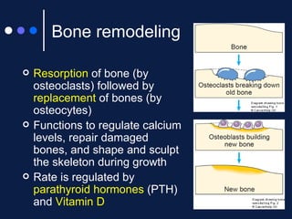 Presentation 15 - Musculoskeletal System | PPT