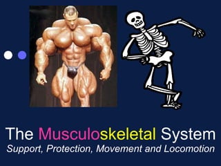 The  Musculo skeletal  System Support, Protection, Movement and Locomotion 