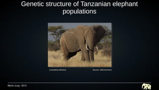 Martin Jung - 2013 1 | 8
Genetic structure of Tanzanian elephant
populations
Loxodanta africana Source: wikicommons
 
