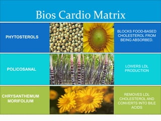 Bios Cardio Matrix
PHYTOSTEROLS
POLICOSANAL
CHRYSANTHEMUM
MORIFOLIUM
BLOCKS FOOD-BASED
CHOLESTEROL FROM
BEING ABSORBED.
LOWERS LDL
PRODUCTION
REMOVES LDL
CHOLESTEROL AND
CONVERTS INTO BILE
ACIDS
 