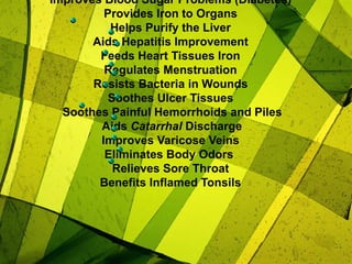 Improves Blood Sugar Problems (Diabetes)
Provides Iron to Organs
Helps Purify the Liver
Aids Hepatitis Improvement
Feeds Heart Tissues Iron
Regulates Menstruation
Resists Bacteria in Wounds
Soothes Ulcer Tissues
Soothes Painful Hemorrhoids and Piles
Aids Catarrhal Discharge
Improves Varicose Veins
Eliminates Body Odors
Relieves Sore Throat
Benefits Inflamed Tonsils
 