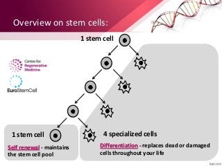 Overview on stem cells:
1 stem cell
Self renewal - maintains
the stem cell pool
4 specialized cells
Differentiation - repl...