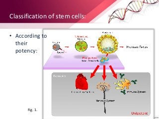 Classification of stem cells:
• According to
their
potency:
Fig. 1.
 