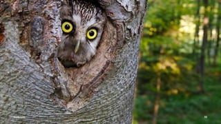 Vorstellung Einführung Medienrecht in der Schule Häuﬁge Fehler OER OER-Quellen Fazit
Creative Commons
Quelle: Martin Mißfeldt, "Creative Commons - Was ist und bedeutet das?" unter CC-BY-SA 3.0,
https://creativecommons.org/licenses/by4sa/3.0/de/,
http://www.bildersuche.org/creative-commons-infografik.php [Ausschnitt]]
Tobias Frischholz CC BY-SA 4.0
Medienrecht und Open Educational Resources (OER)
 