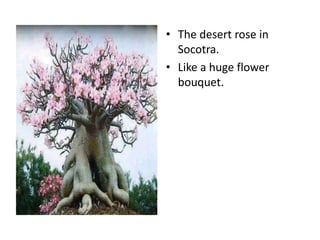 • The desert rose in
Socotra.
• Like a huge flower
bouquet.
 