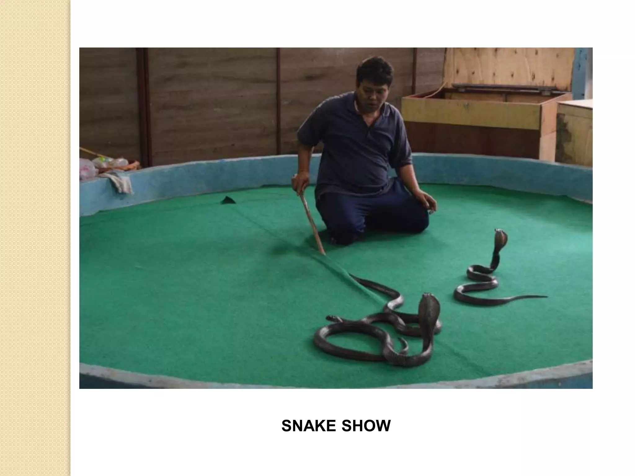 SNAKE SHOW