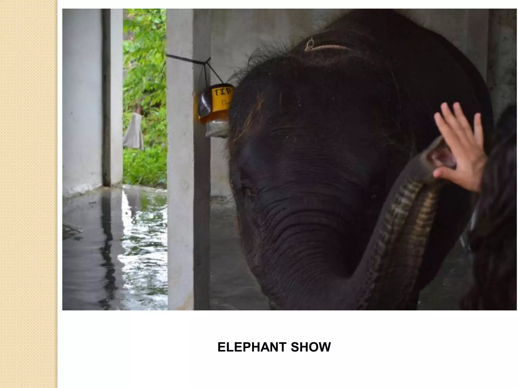 ELEPHANT SHOW