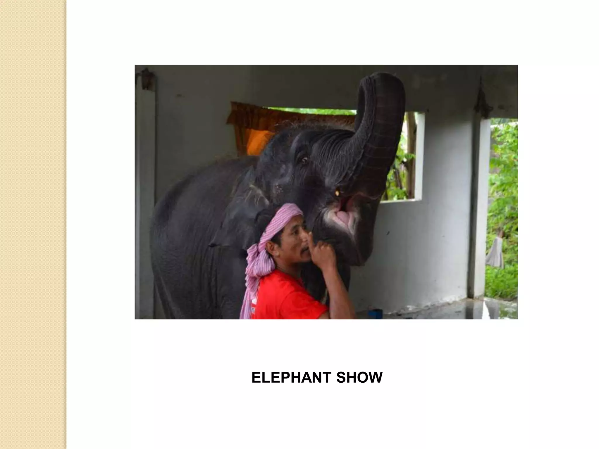 ELEPHANT SHOW