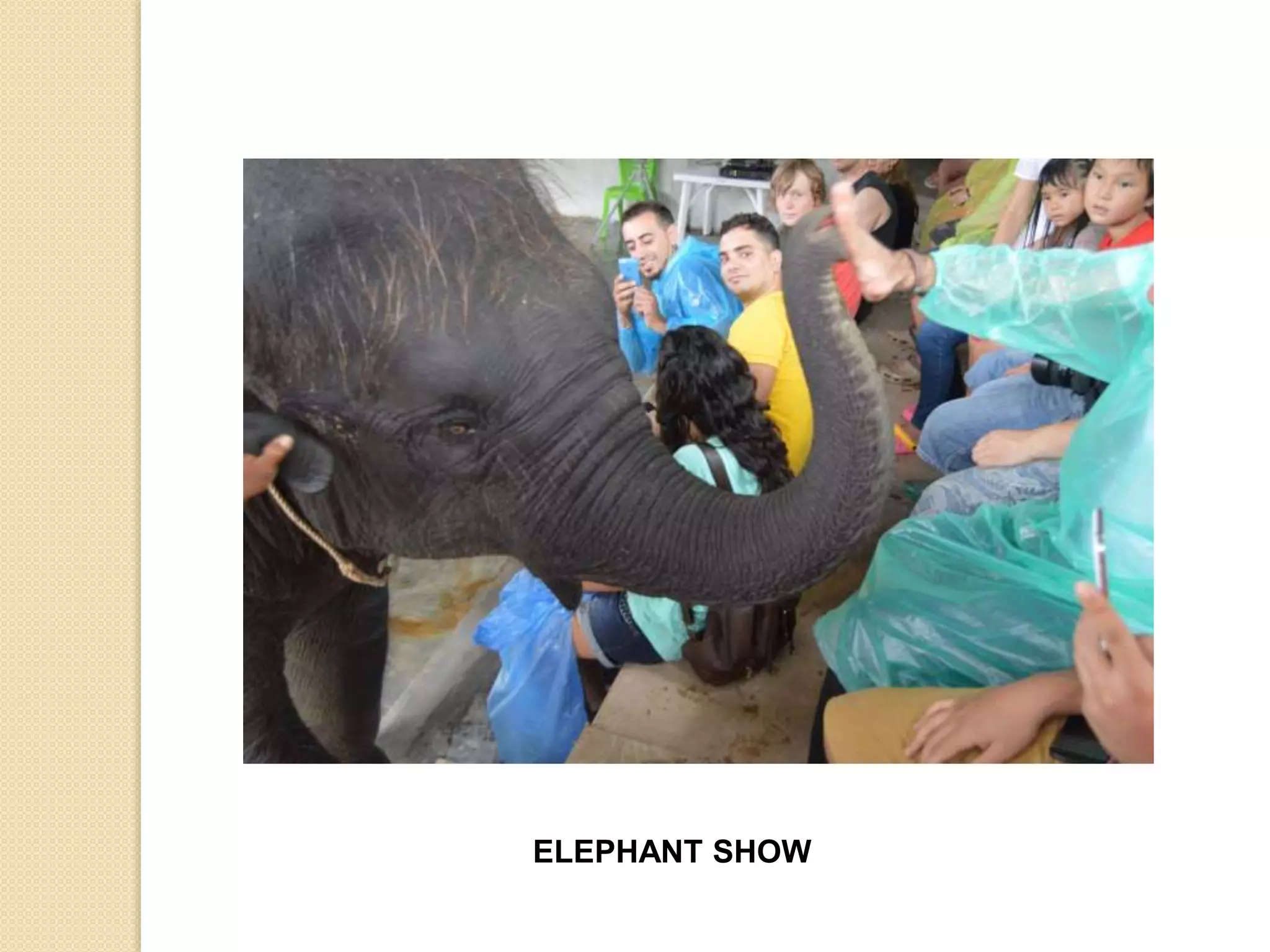 ELEPHANT SHOW