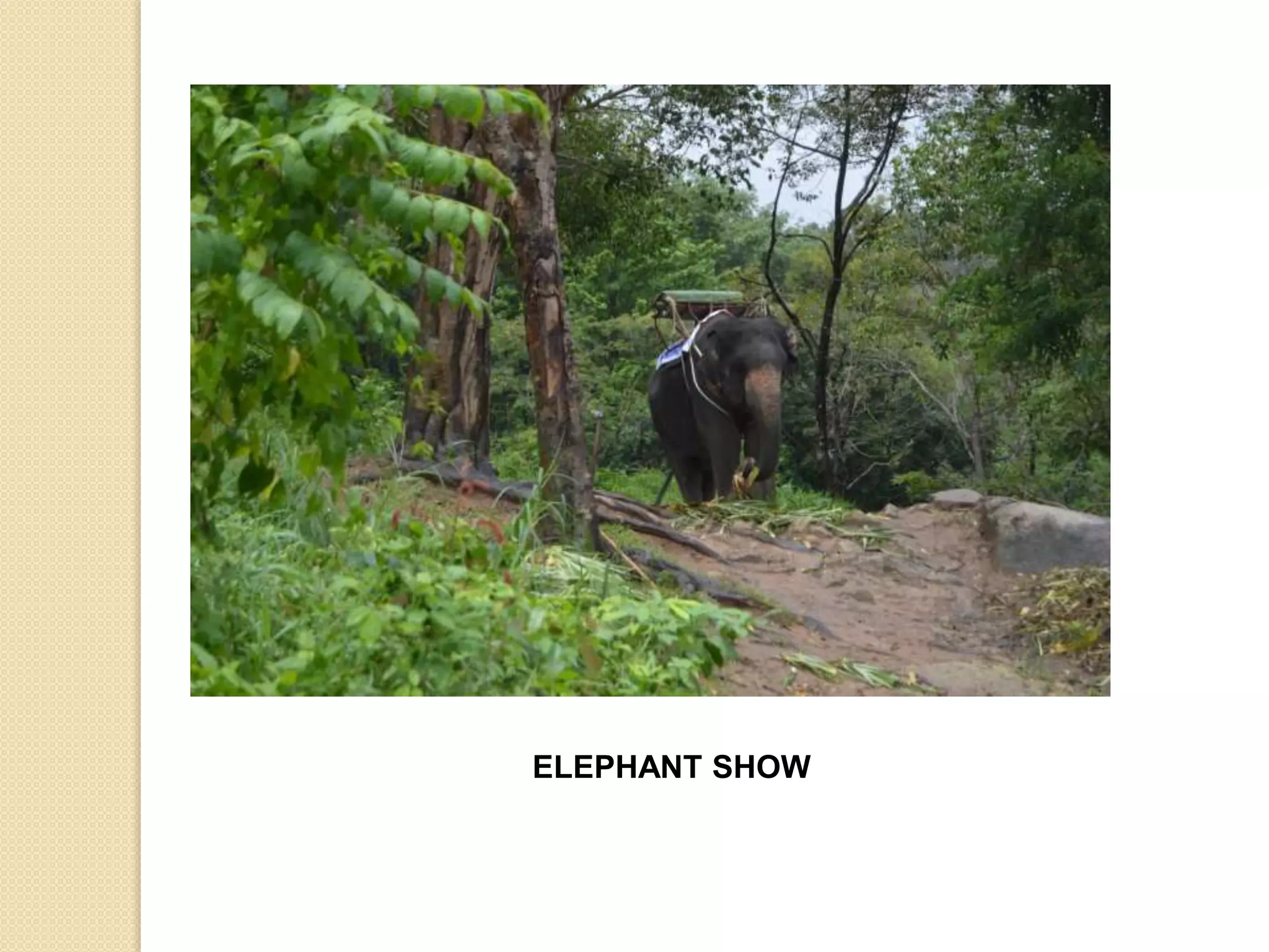 ELEPHANT SHOW