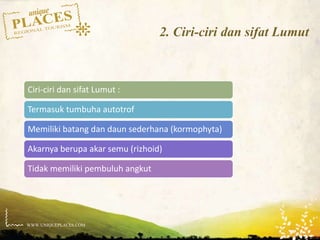 WWW.UNIQUEPLACES.COM
2. Ciri-ciri dan sifat Lumut
Ciri-ciri dan sifat Lumut :
Termasuk tumbuha autotrof
Memiliki batang dan daun sederhana (kormophyta)
Akarnya berupa akar semu (rizhoid)
Tidak memiliki pembuluh angkut
 