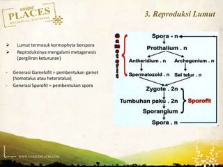 WWW.UNIQUEPLACES.COM
3. Reproduksi Lumut
 Lumut termasuk kormophyta berspora
 Reproduksinya mengalami metagenesis
(pergiliran keturunan)
- Generasi Gamelofit = pembentukan gamet
(homotalus atau heterotalus)
- Generasi Sporofit = pembentukan spora
 