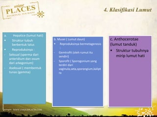 WWW.UNIQUEPLACES.COM
4. Klasifikasi Lumut
b. Musei ( Lumut daun)
 Reproduksinya bermetagenesis
:
- Gemtrofit (oleh rumut itu
sendiri)
- Sporofit ( Sporogonium yang
terdiri dari
vaginula,seta,sporangium,kalipt
ra
a. Hepatice (lumut hati)
 Struktur tubuh
berbentuk talus
 Reproduksinya :
- Seksual (sperma dari
anteridium dan ovum
dari arkegonium)
- Aseksual ( membentuk
tunas (gemma)
c. Anthocerotae
(lumut tanduk)
 Struktur tubuhnya
mirip lumut hati
 