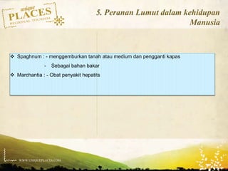 WWW.UNIQUEPLACES.COM
5. Peranan Lumut dalam kehidupan
Manusia
 Spaghnum : - menggemburkan tanah atau medium dan pengganti kapas
- Sebagai bahan bakar
 Marchantia : - Obat penyakit hepatits
 