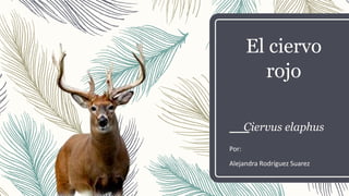 El ciervo
rojo
Ciervus elaphus
Por:
Alejandra Rodríguez Suarez
 