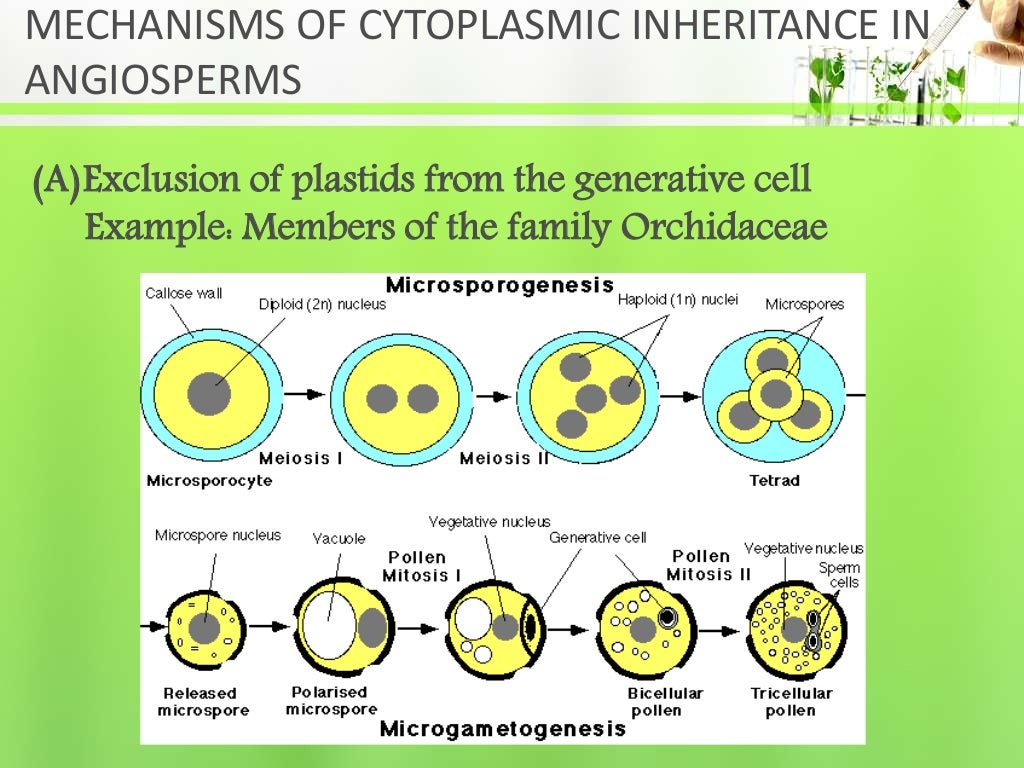Cytoplasmic Inheritance