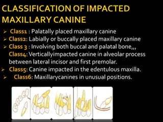 First Class Canine Presentation | PPTX