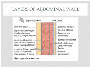 LAYERS OF ABDOMINAL WALL
 