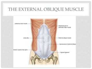 THE EXTERNAL OBLIQUE MUSCLE
 