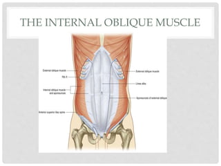 THE INTERNAL OBLIQUE MUSCLE
 
