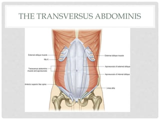 THE TRANSVERSUS ABDOMINIS
 