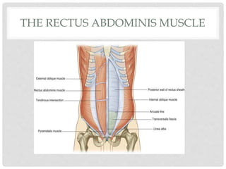 THE RECTUS ABDOMINIS MUSCLE
 