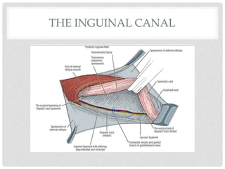 THE INGUINAL CANAL
 