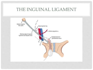 THE INGUINAL LIGAMENT
 
