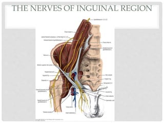 THE NERVES OF INGUINAL REGION
 