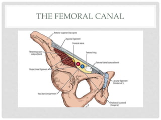 THE FEMORAL CANAL
 