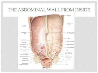 THE ABDOMINAL WALL FROM INSIDE
 