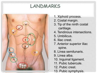 LANDMARKS
1. Xiphoid process.
2. Costal margin.
3. Tip of the ninth costal
cartilage.
4. Tendinous intersections.
5. Umbilicus.
6. Iliac crest.
7. Anterior superior iliac
spine.
8. Linea semilunaris.
9. Linea alba.
10. Inguinal ligament.
11. Pubic tubercule.
12. Pubic crest.
13. Pubic symphysis.
 