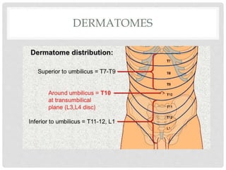 DERMATOMES
 