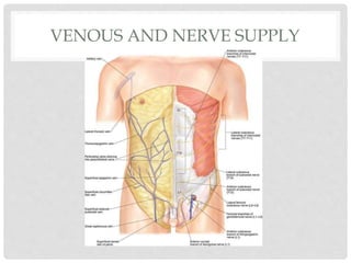 VENOUS AND NERVE SUPPLY
 