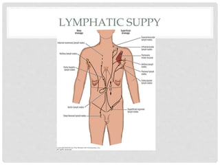 LYMPHATIC SUPPY
 