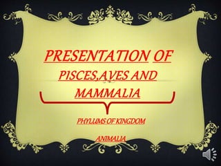 PRESENTATION OF
PISCES,AVES AND
MAMMALIA
PHYLUMSOF KINGDOM
ANIMALIA
 