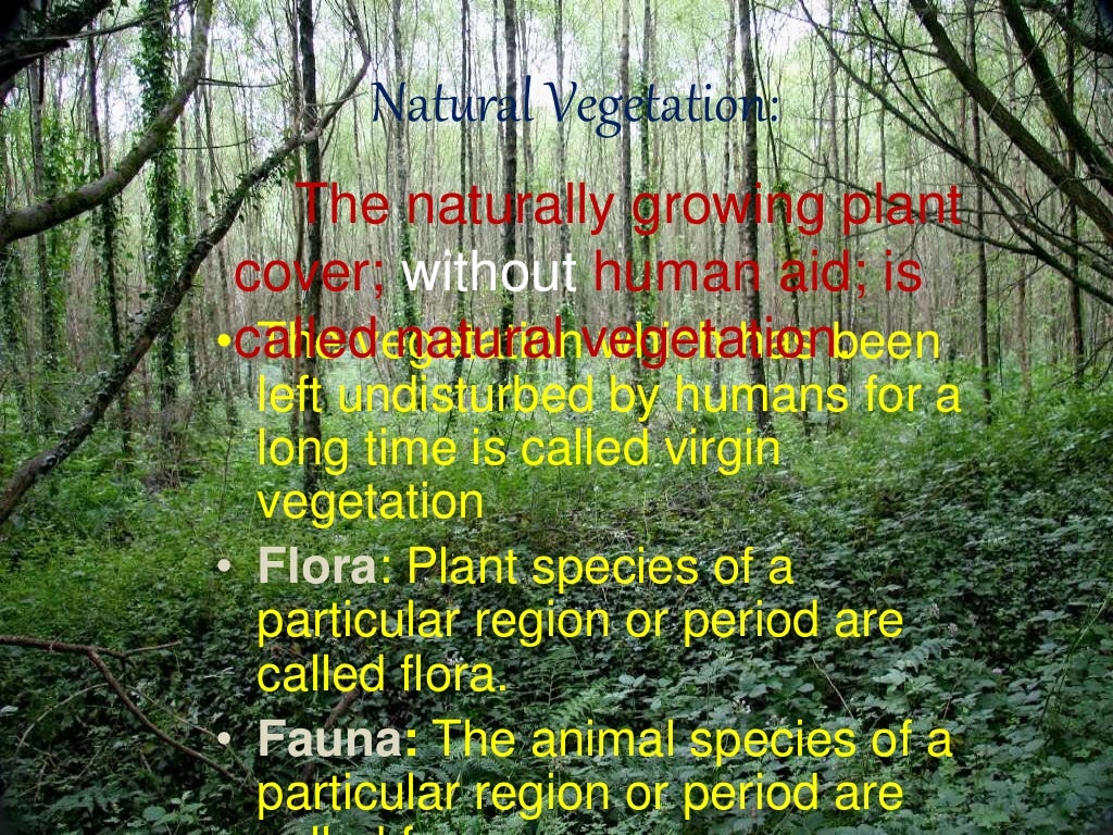 natural vegetation and wildlife