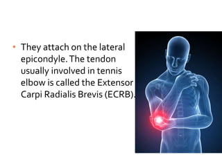• They attach on the lateral
epicondyle.The tendon
usually involved in tennis
elbow is called the Extensor
Carpi Radialis Brevis (ECRB).
 
