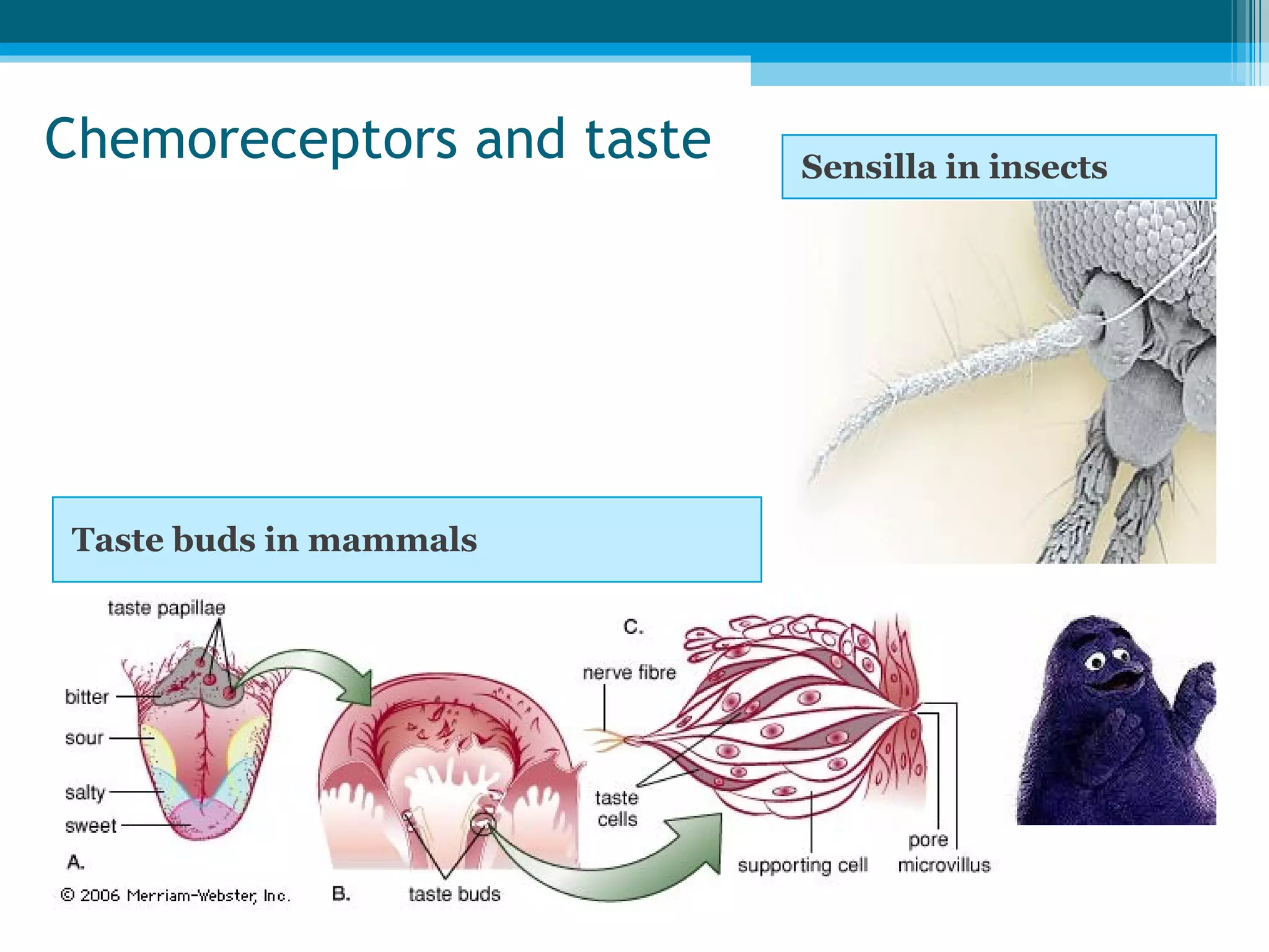 Chemoreceptors and taste Sensilla in insects Taste buds in mammals 