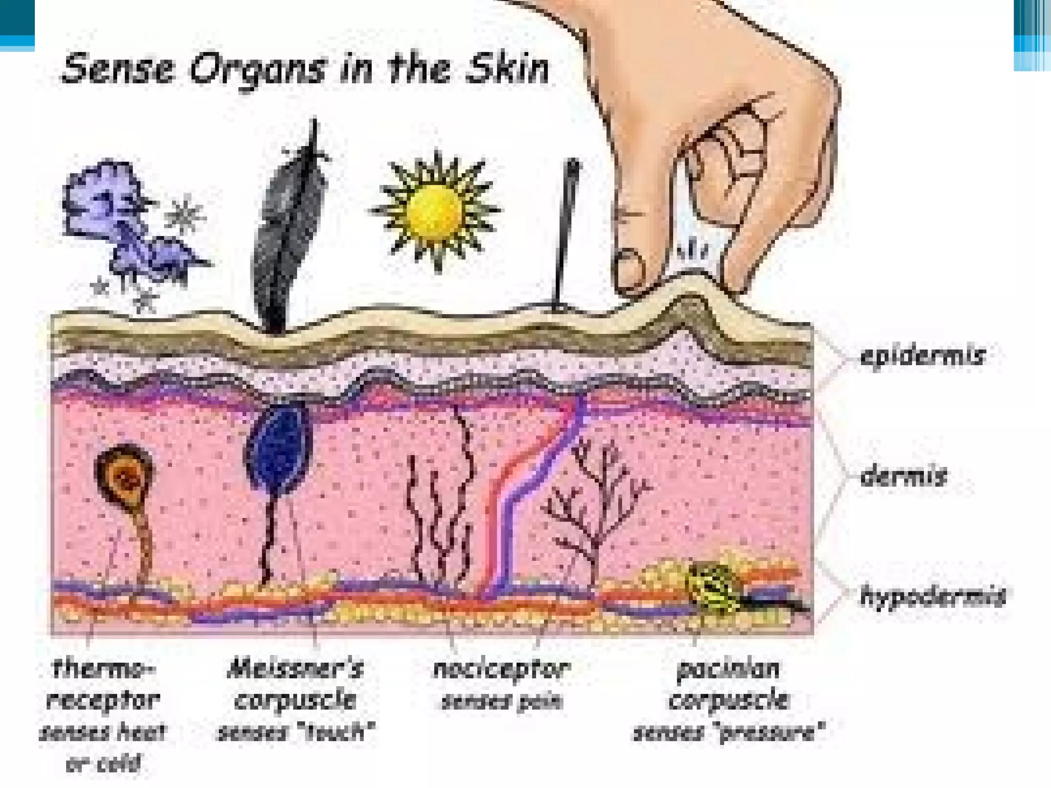 Mechanoreceptors and pain receptors in the skin 