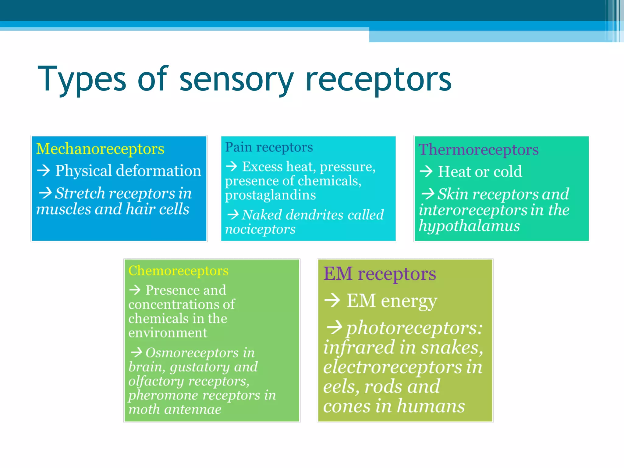 Types of sensory receptors 